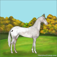 Horse Color:Liver Chestnut Mushroom Sabino Snowcap 