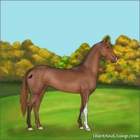 Horse Color:Liver Chestnut 