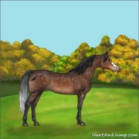 Horse Color:Brown Appaloosa 