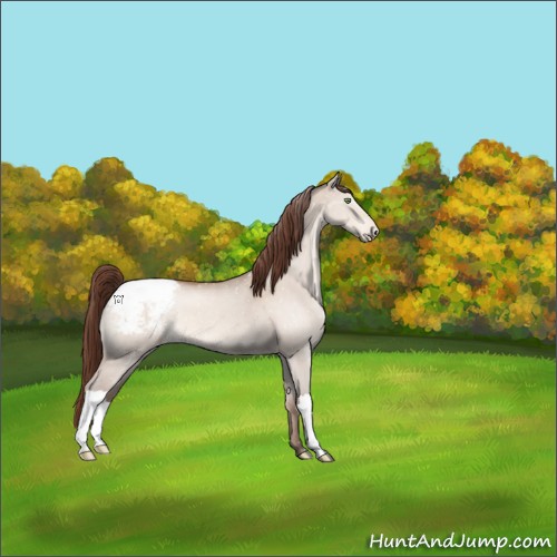 Horse Color:Sable Champagne Dun Appaloosa