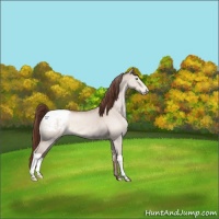 Horse Color:Sable Champagne Dun Snowcap 
