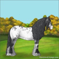 Horse Color:Brown Chinchilla Onyx Appaloosa Brindle 