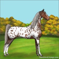 Horse Color:White Spotted Silver Brown Mushroom Appaloosa