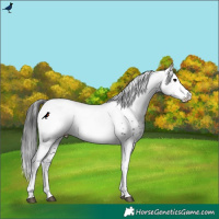 Horse Color:White Spotted Black Appaloosa