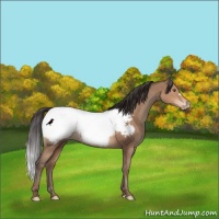 Horse Color:Sable Champagne Snowcap