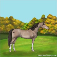 Horse Color:Classic Champagne Appaloosa 
