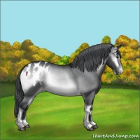 Horse Color:Brown Chinchilla Onyx Appaloosa Rabicano 