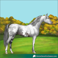 Horse Color:White Spotted Brown Rabicano