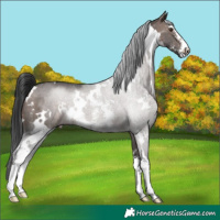 Horse Color:White Spotted Brown Dun Mushroom Sabino Rabicano Brindle