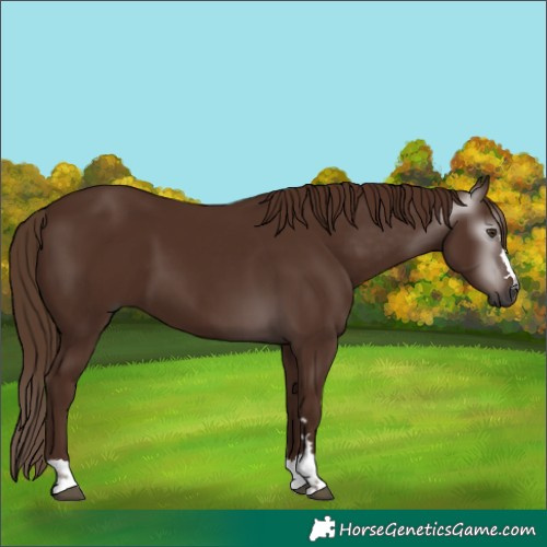 Horse Color:Gray Chestnut