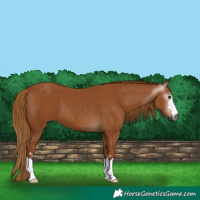 Horse Color:Gray Chestnut 
