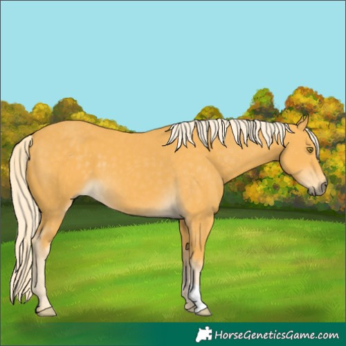 Horse Color:Palomino 
