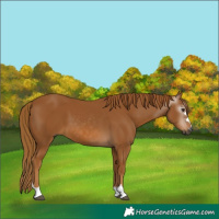 Horse Color:Gray Chestnut 