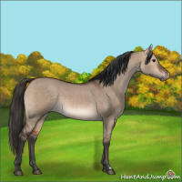 Horse Color:Bay Dun