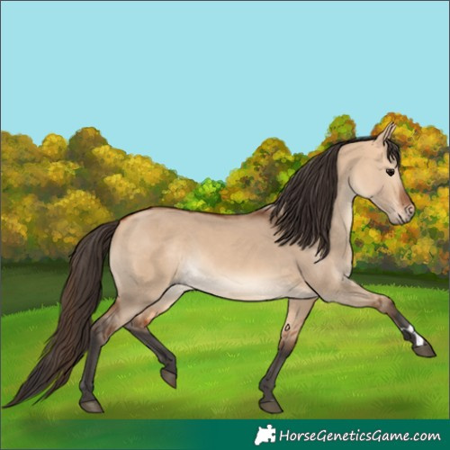 Horse Color:Bay Dun