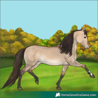 Horse Color:Bay Dun