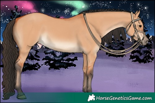 Horse Color:Bay Dun 