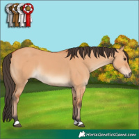 Horse Color:Bay Dun