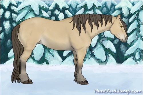 Horse Color:Buckskin Dun 