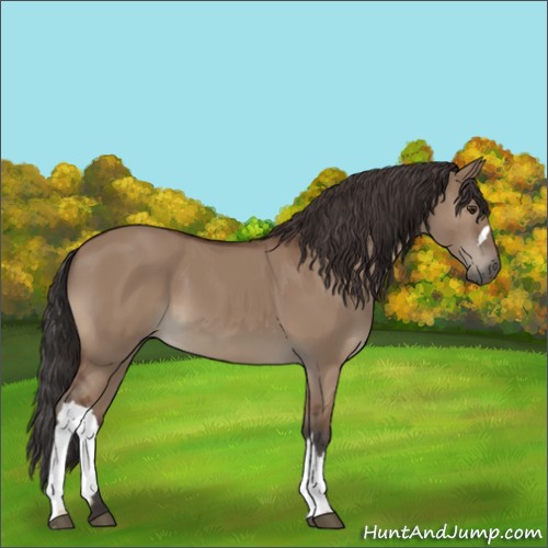 Horse Color:Bay Dun 