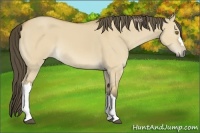 Horse Color:Buckskin Dun 