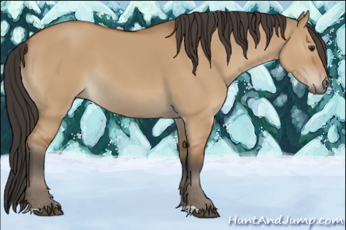 Horse Color:Bay Dun