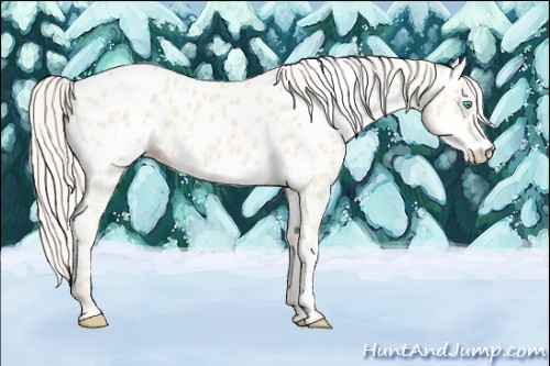 Horse Color:Cremello Near Leopard 