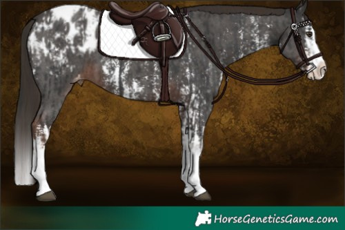 Horse Color:Liver Chestnut Sabino Splash Blanket  and Liver Chestnut Sabino Splash Blanket 