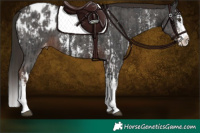 Horse Color:Liver Chestnut Sabino Splash Appaloosa  and Liver Chestnut Sabino Splash Appaloosa 