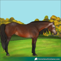 Horse Color:Gray Bay 