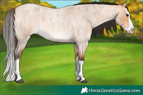 Horse Color:Bay Roan Dun Splash 