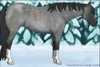 Horse Color:Blue Roan