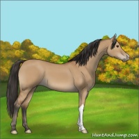Horse Color:Bay Dun 