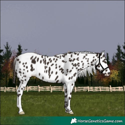 Horse Color:Liver Chestnut Appaloosa 