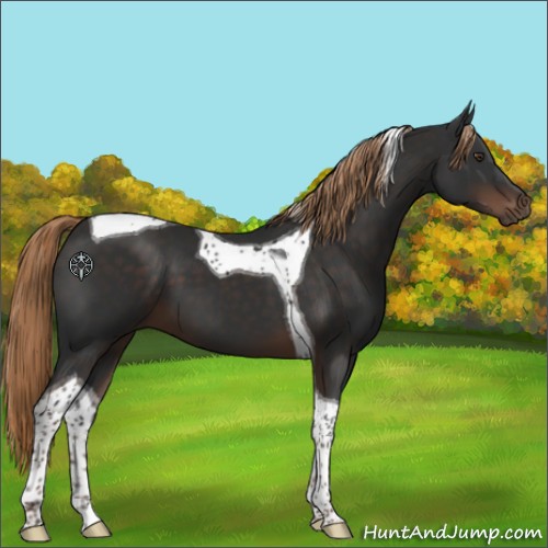 Horse Color:Liver Chestnut Tobiano 