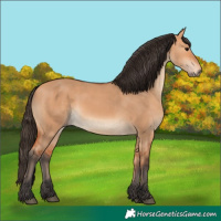 Horse Color:Bay Dun