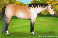 Horse Color:Gray Buckskin Sabino