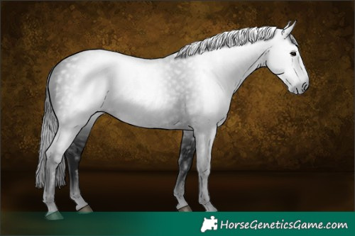 Horse Color:Gray Black 