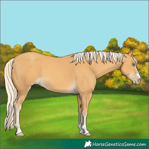 Horse Color:Gold Cream Champagne 