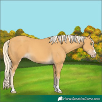 Horse Color:Gold Cream Champagne 
