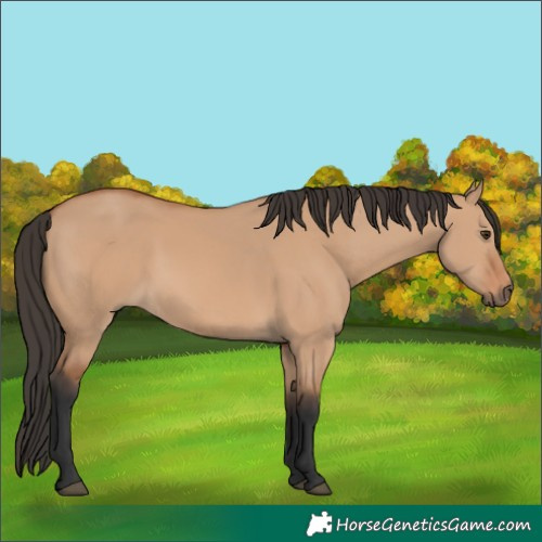 Horse Color:Bay Dun 