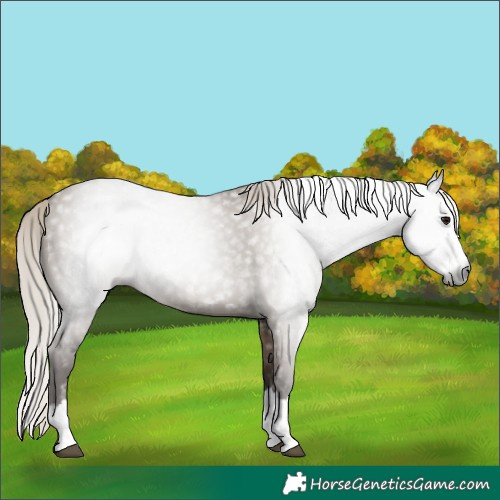 Horse Color:Gray Silver Grullo Splash 