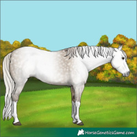 Horse Color:Gray Silver Grullo Splash 