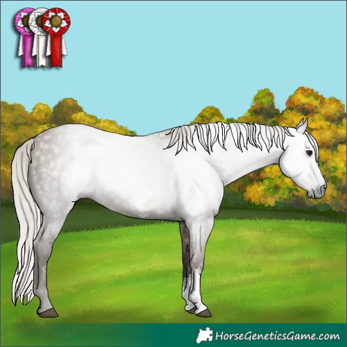 Horse Color:Gray Silver Grullo Sabino