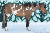Horse Color:White Spotted Brown Dun 