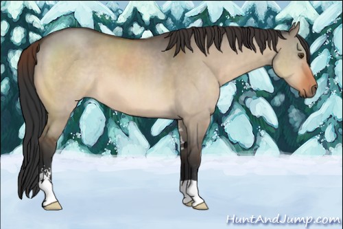 Horse Color:Brown Dun Sabino 