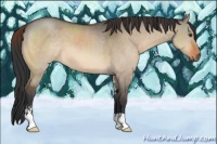 Horse Color:Brown Dun Sabino 