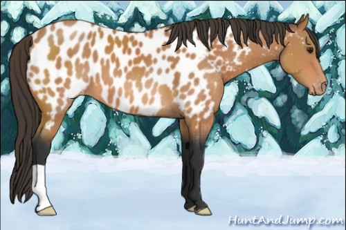 Horse Color:Bay Near Leopard