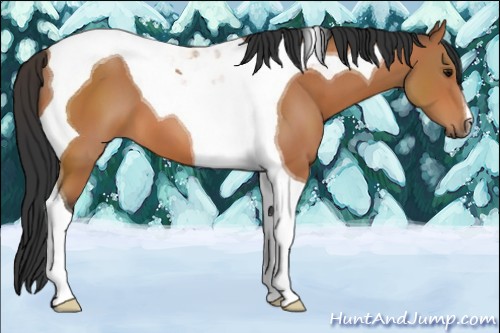 Horse Color:Bay Tobiano