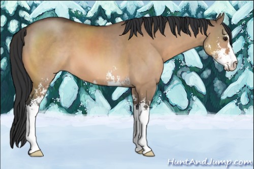 Horse Color:Bay Dun Sabino 
